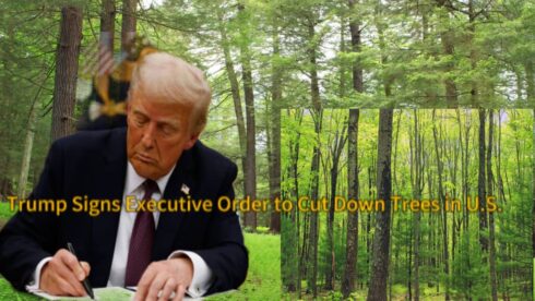 Donald Trump to Sign an Executive Order to Cut Down Trees to Ease American Lumber Companies Doomed by Tariffs