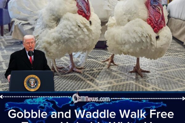 Gobble and Waddle Get a Second Chance: Trump Keeps White House Turkey Pardon Tradition Alive