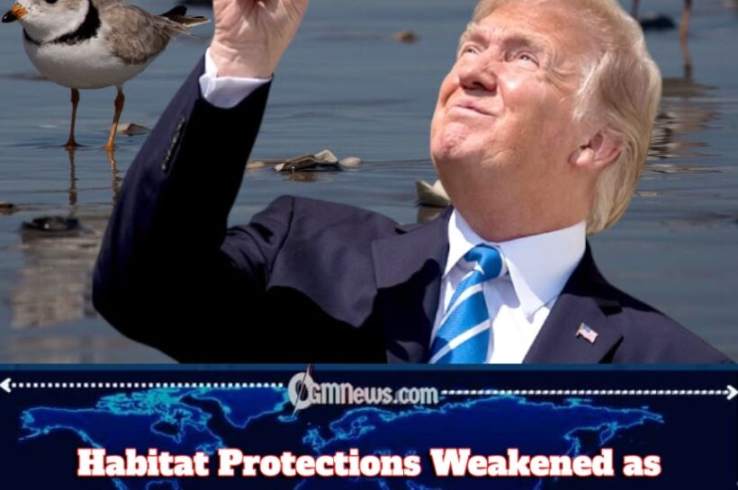 Habitat Protections Weakened: Trump Administration’s Endangered Species Rollback Ignites Fierce Battle Over America’s Wildlife Future