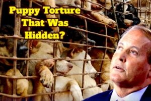 Paxton Puppy Gate Scandal — Animal-Research Claim That Has Everyone Yelling "Fetch the Receipts!"